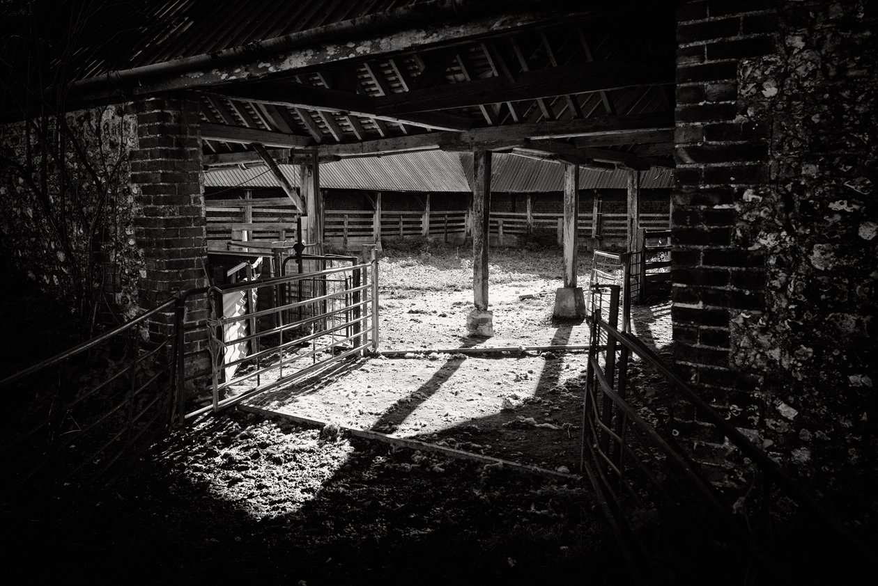 Das Goodwood-Anwesen in West Sussex, UK, 2019 von Jon Nicholson