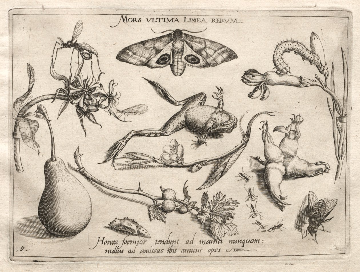 Archetypen und Studien: Der Tod ist die Linie, die das Ende von allem markiert Teil II, Platte 5, 1592 von Joris Hoefnagel