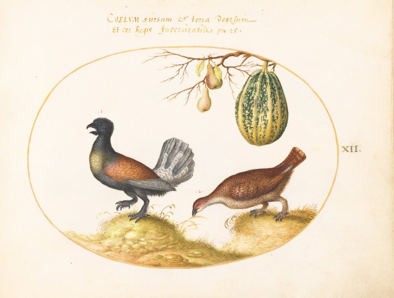 Tafel 12: Paar Auerhähne mit einer Melone und Birnen von Joris Hoefnagel
