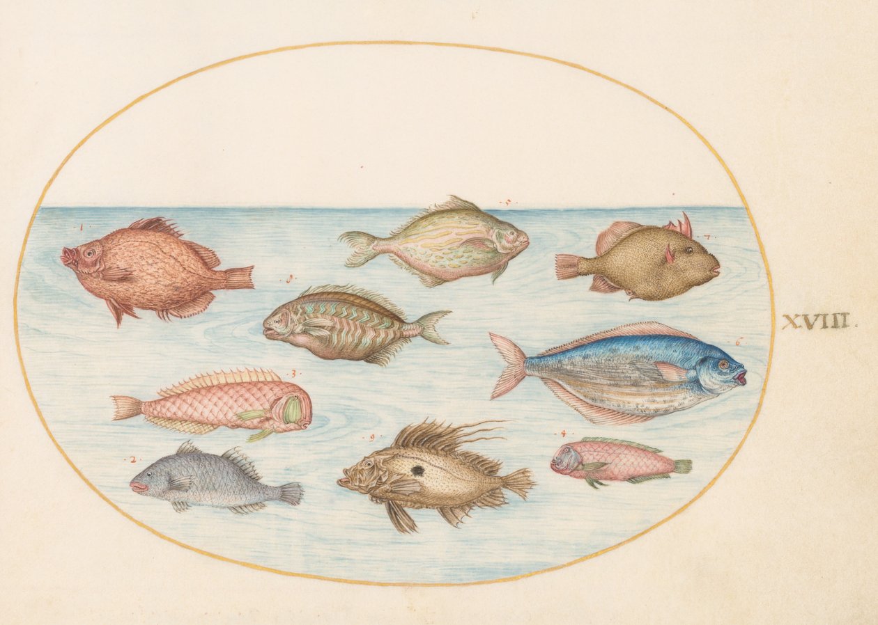 Tafel 18: Schweinsfisch, Messerfisch, Butterfisch, ein Petersfisch und ...