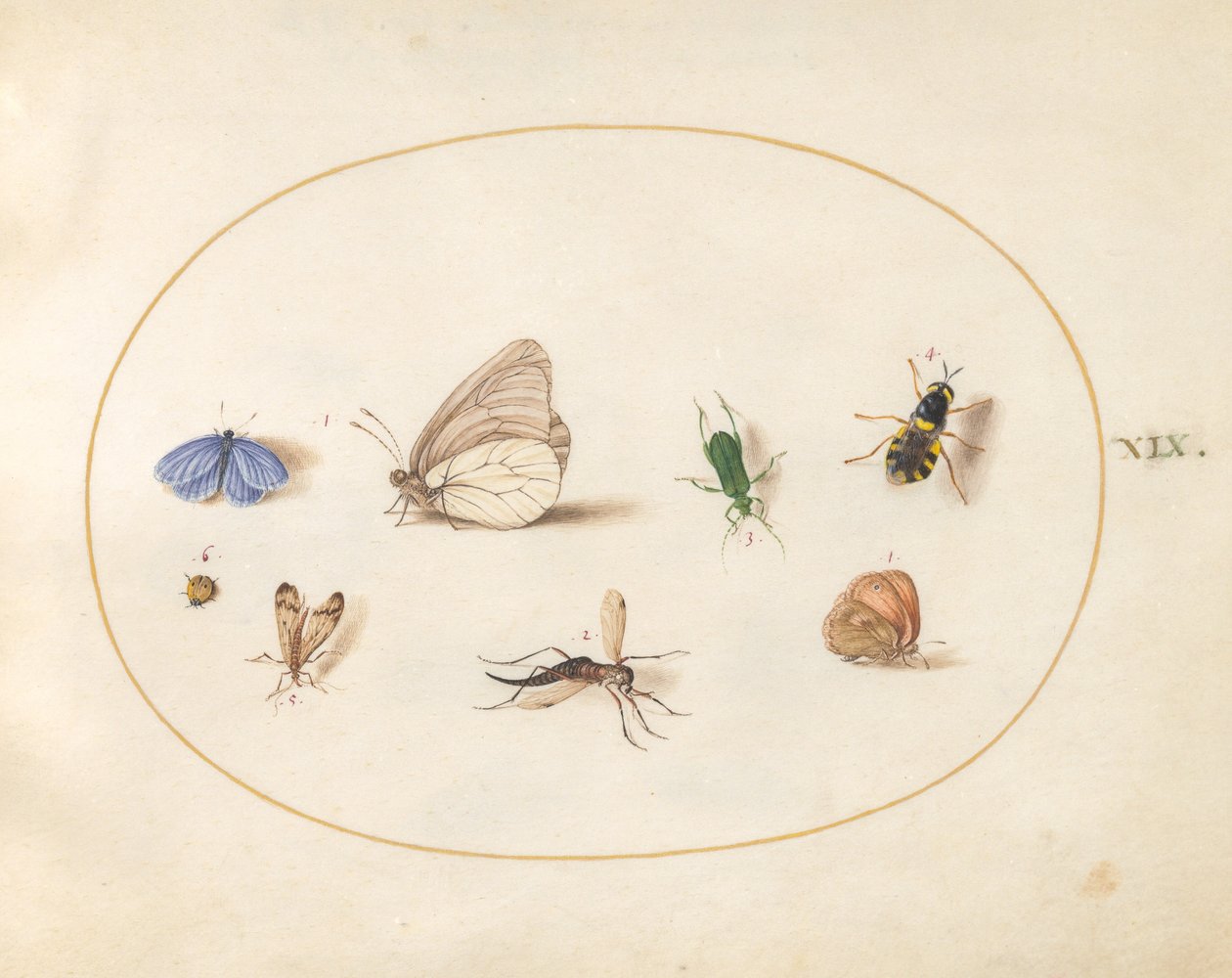 Tafel 19: Zwei Schmetterlinge mit fünf anderen Insekten von Joris Hoefnagel