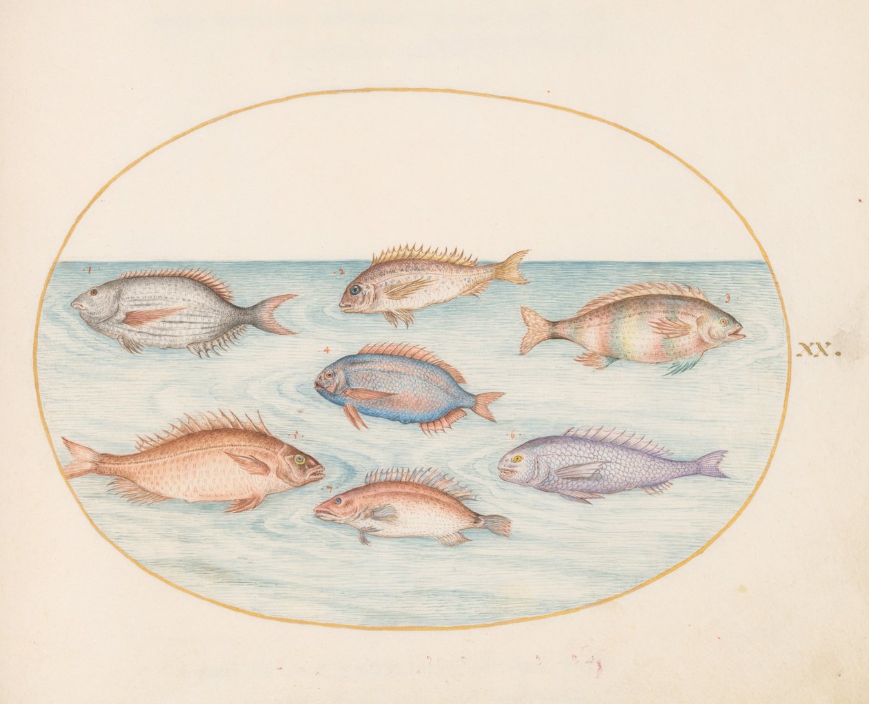Tafel 20: Meerbrasse, Dentex, Sargo und andere Fische von Joris Hoefnagel