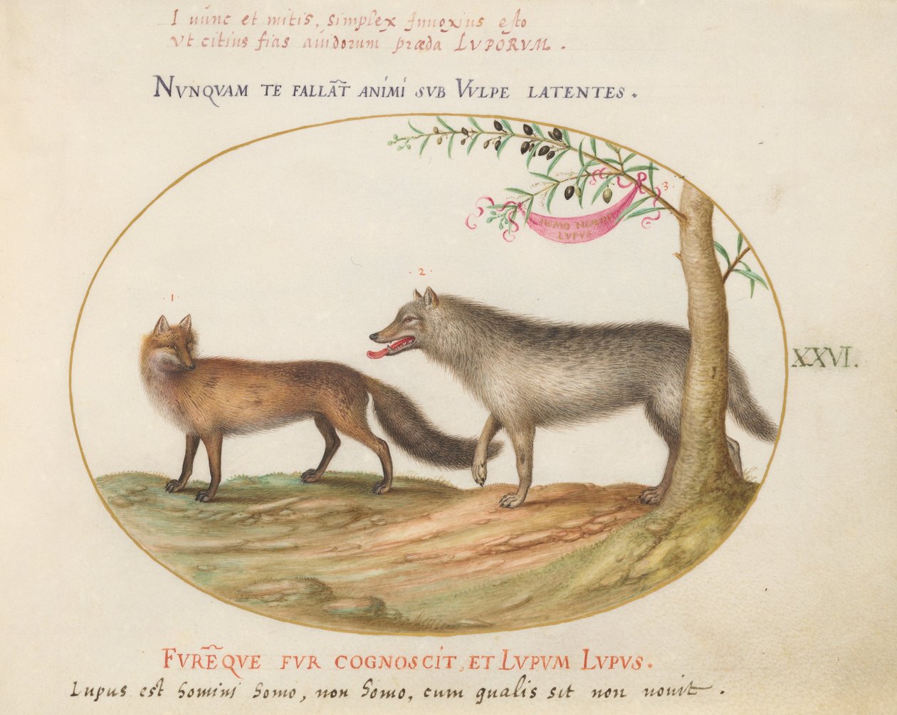 Tafel 26: Ein Rotfuchs und ein Wolf von Joris Hoefnagel