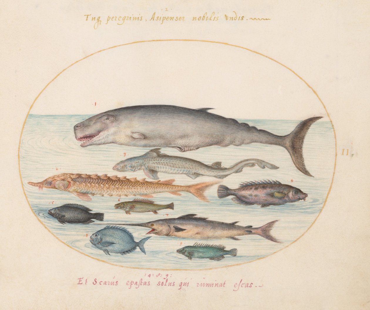 Tafel 2: Pottwal, Stör, Hai und andere Fische von Joris Hoefnagel