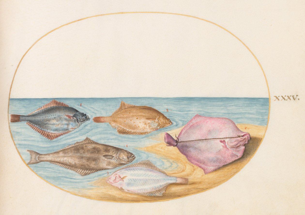 Unterseiten von Steinbutt(?) und anderen Plattfischen von Joris Hoefnagel