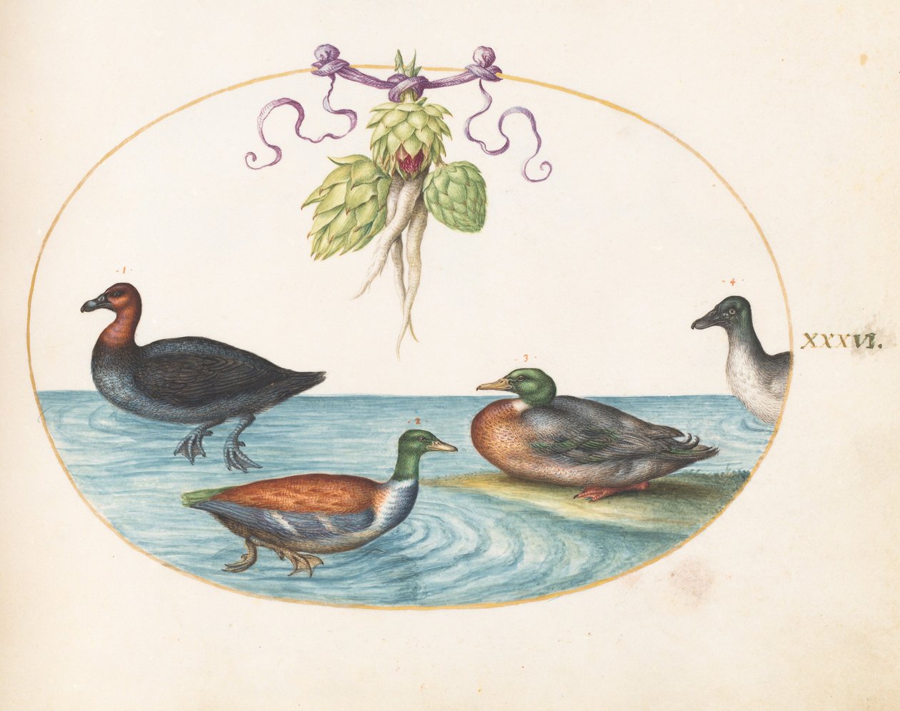 Tafel 36: Mittelsäger, Löffelente und Stockente, und Ente mit Artischocken von Joris Hoefnagel