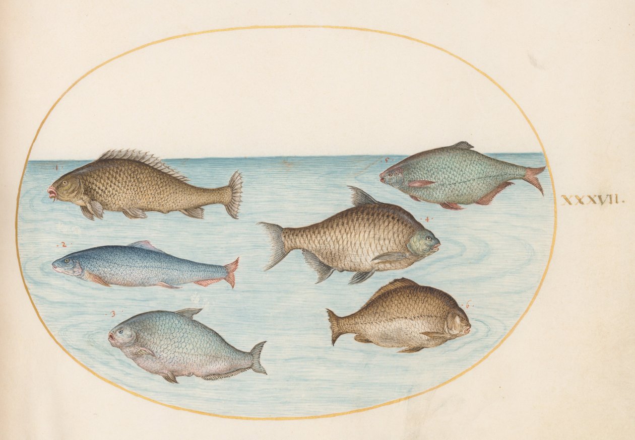 Tafel 37: Sechs Fische, darunter Karpfen von Joris Hoefnagel