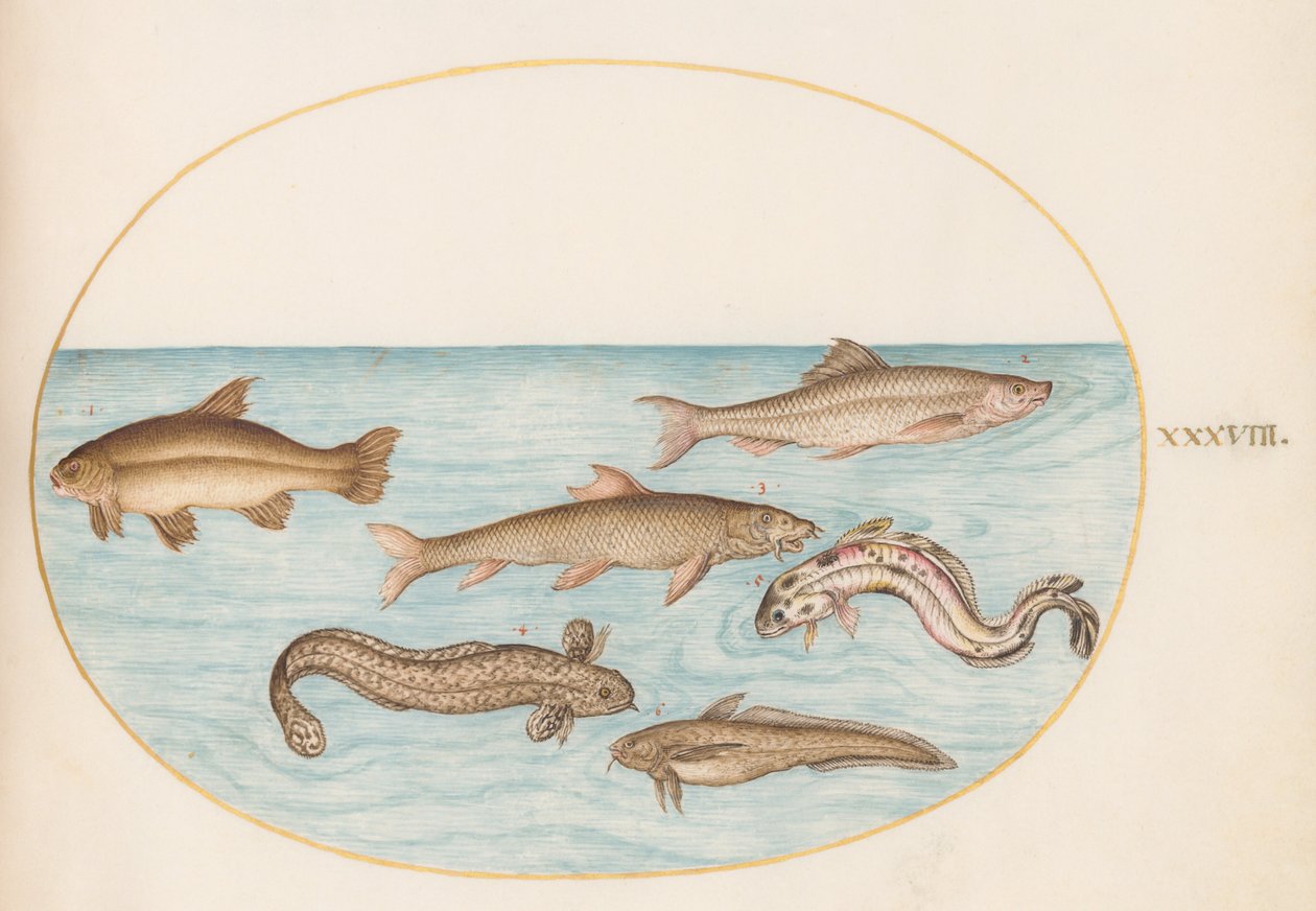 Teller 38: Quappe, Rotbarsch und andere Fische von Joris Hoefnagel