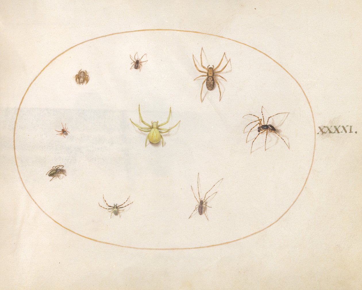 Tafel 41: Gelbe Spinne umgeben von acht Spinnen von Joris Hoefnagel