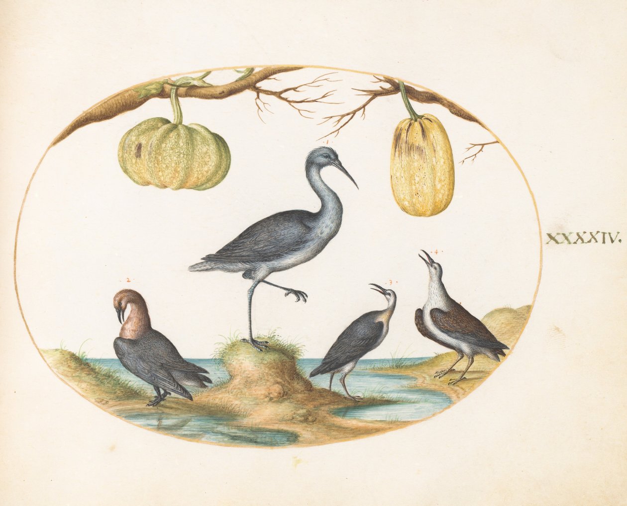 Tafel 44: Uferschnepfe (?) und Strandläufer mit zwei Flaschenkürbissen von Joris Hoefnagel