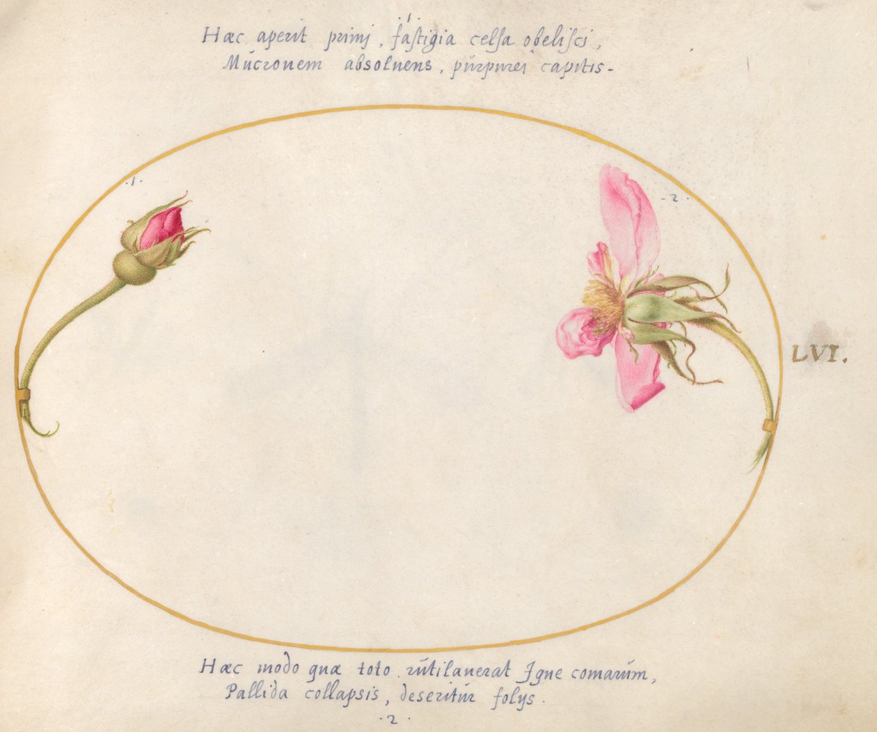 Tafel 56: Eine Rosenknospe und eine zerfallende rosa Rose von Joris Hoefnagel