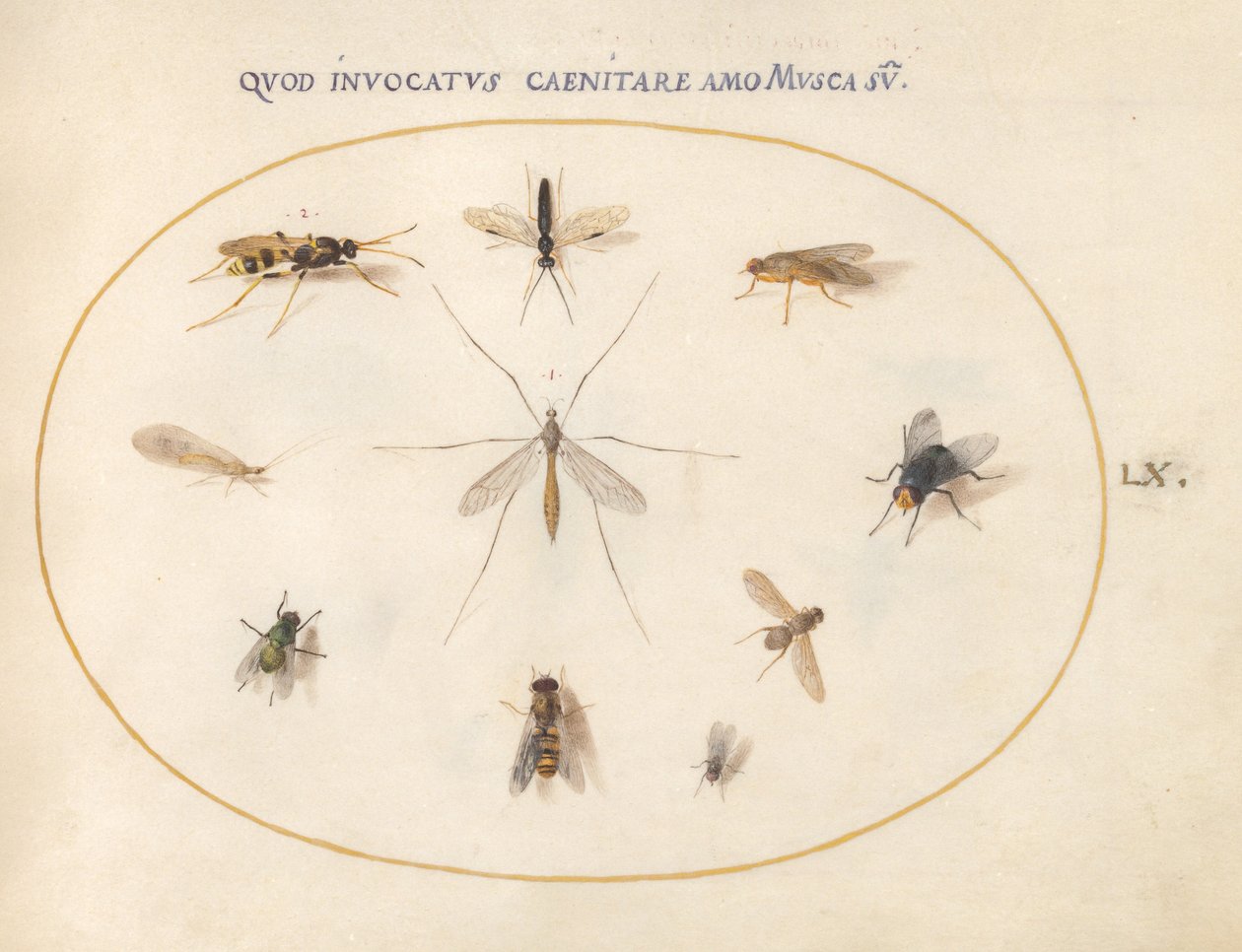 Tafel 60: Fliegen und andere Insekten von Joris Hoefnagel