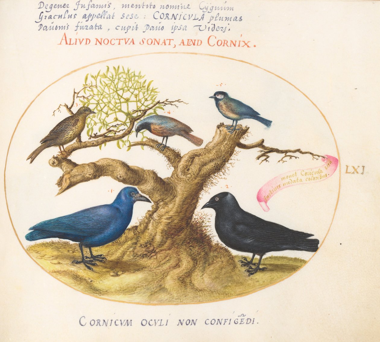 Tafel 61: Blaue Krähe(?), Dohle, Meise und andere Vögel von Joris Hoefnagel