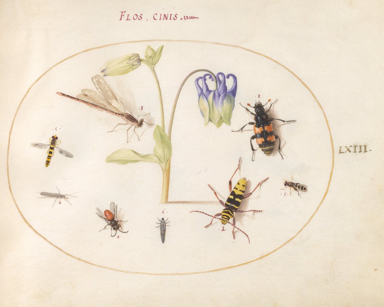 Tafel 63: Eine Libelle, ein gefleckter Langhornkäfer, ein Totengräberkäfer und andere Insekten mit einer blau-weißen Akelei von Joris Hoefnagel