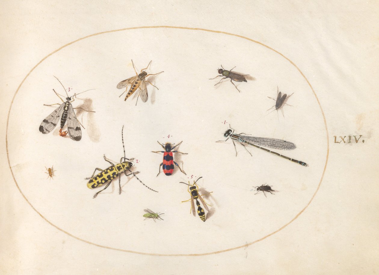 Tafel 64: Elf Insekten, darunter eine Libelle und ein Langhornkäfer von Joris Hoefnagel