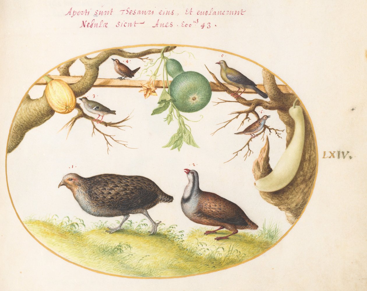 Tafel 64: Zwei Rebhühner, ein Zaunkönig und andere Vögel von Joris Hoefnagel