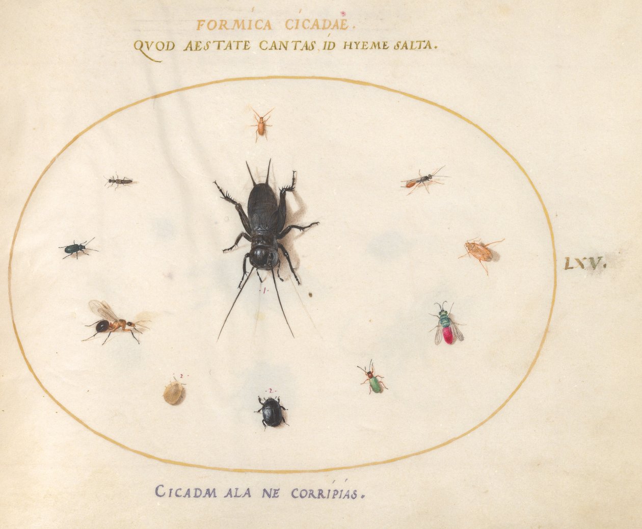 Tafel 65: Eine Grille umgeben von Insekten von Joris Hoefnagel