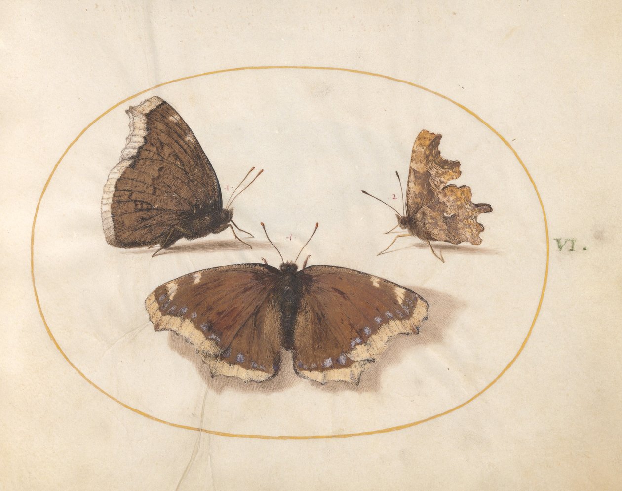 Tafel 6: Zwei Ansichten eines Trauermantels (Camberwell Beauty) Schmetterling mit einem Komma-Schmetterling von Joris Hoefnagel