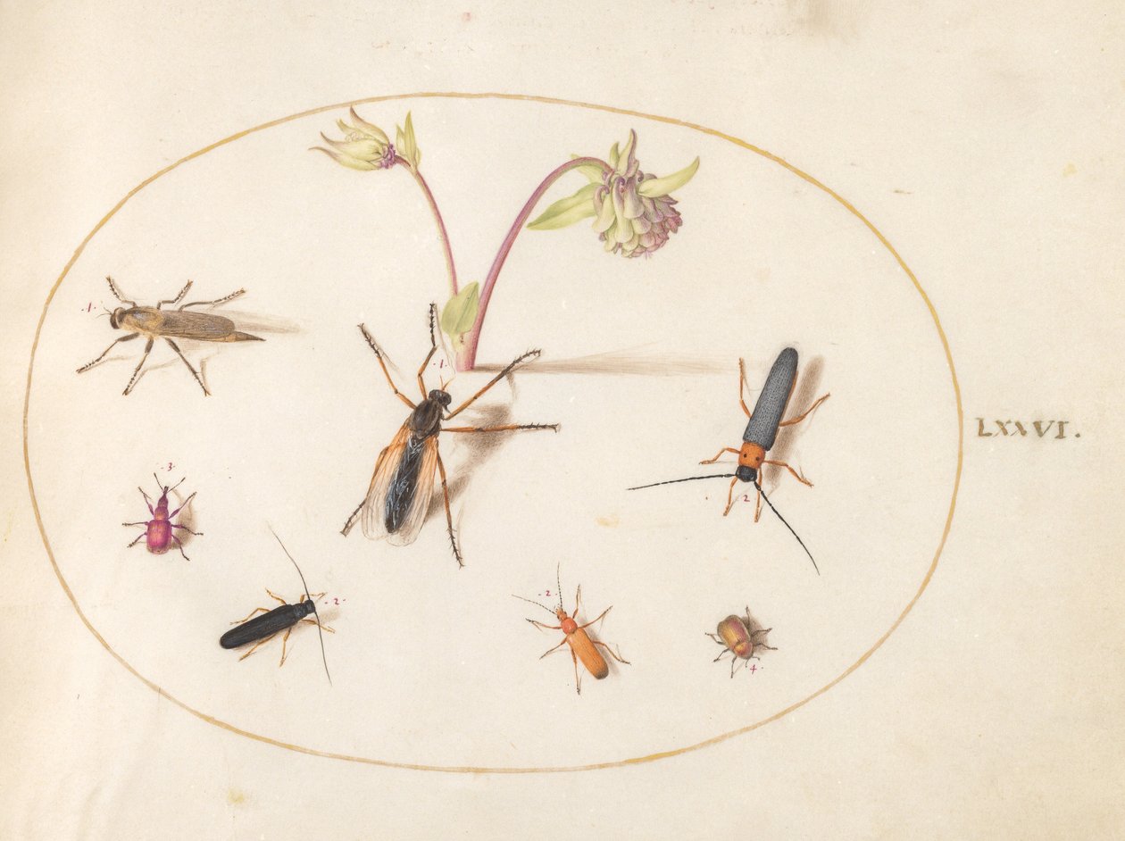 Tafel 76: Insekten mit einer rosa und cremefarbenen Akelei von Joris Hoefnagel