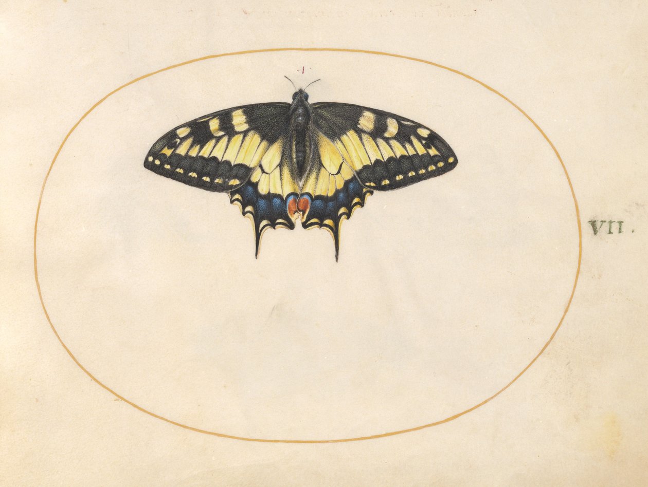 Tafel 7: Schwalbenschwanz-Schmetterling von Joris Hoefnagel