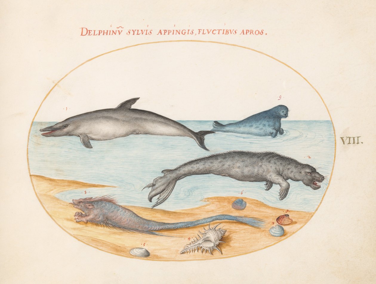 Tafel 8: Ein Delfin, zwei Robben, ein Brethmechin und Muscheln von Joris Hoefnagel