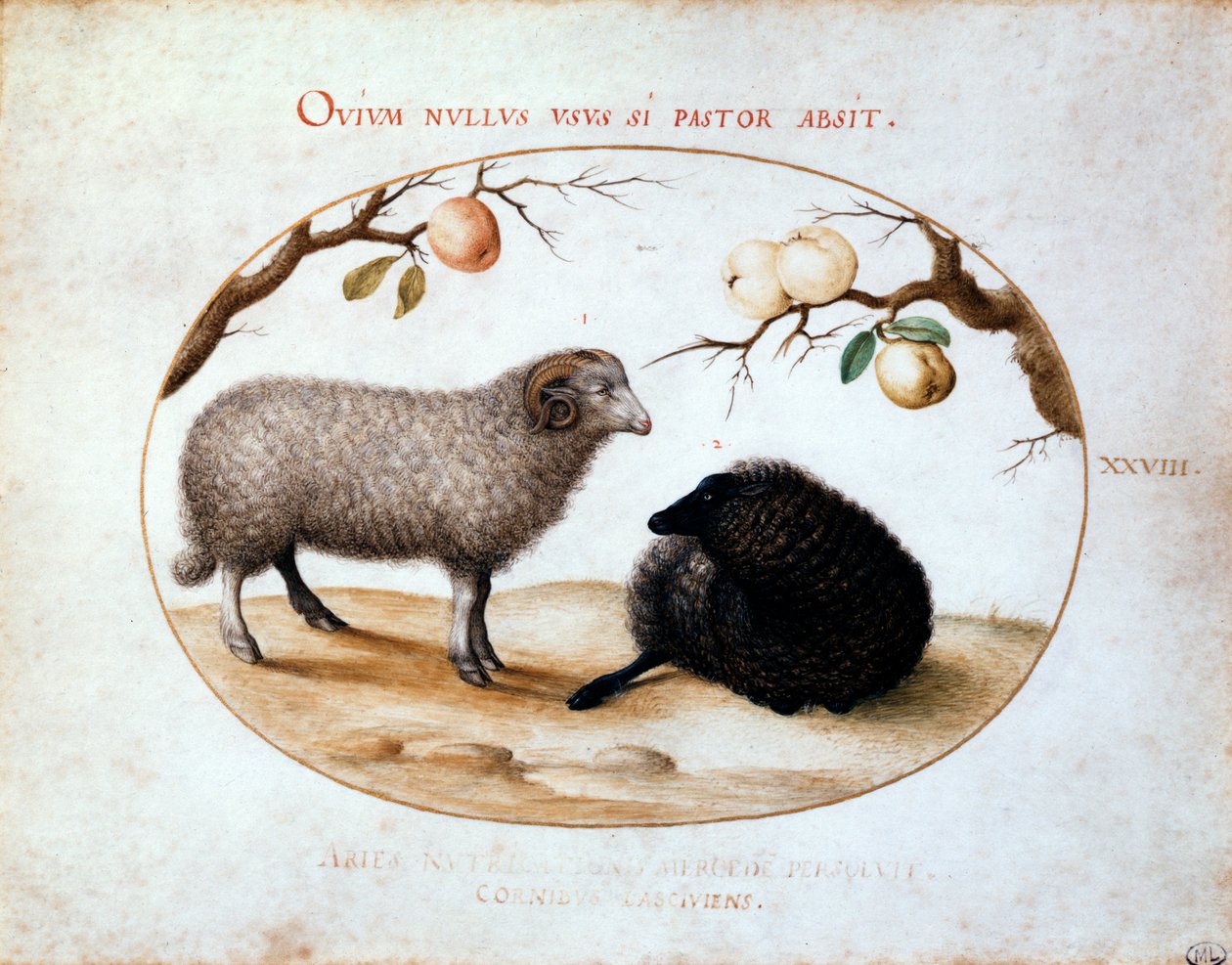 Widder, schwarzes Schaf und zwei Apfelzweige, 16. Jahrhundert von Joris Hoefnagel