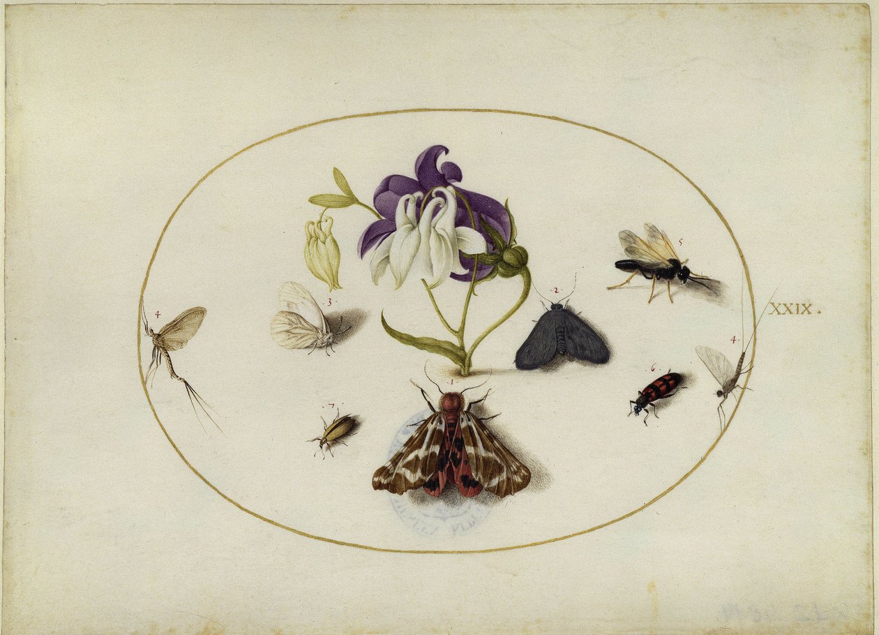 Schmetterlinge bei einer Akelei, Blatt XXIX von Joris Hoefnagel
