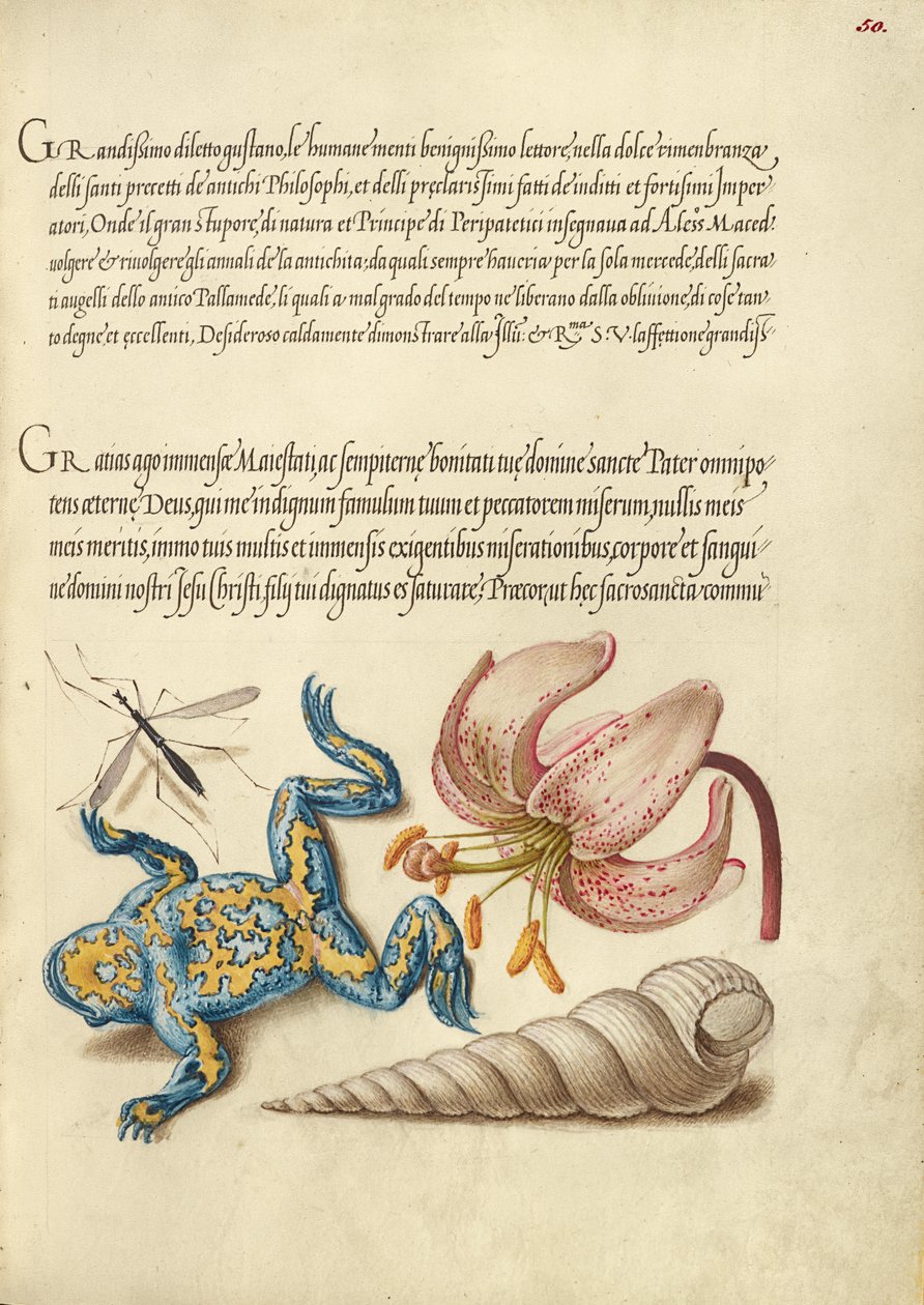 Wasserfliege, Türkenbundlilie, Gelbbauchunke und Europäische Schraubenschnecke von Joris Hoefnagel