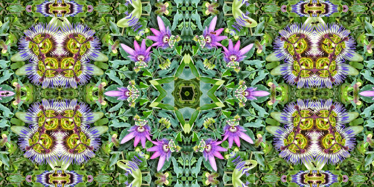 Kreaturen: Ameisen im Passionsblumenfeld von Josef Johann Michel