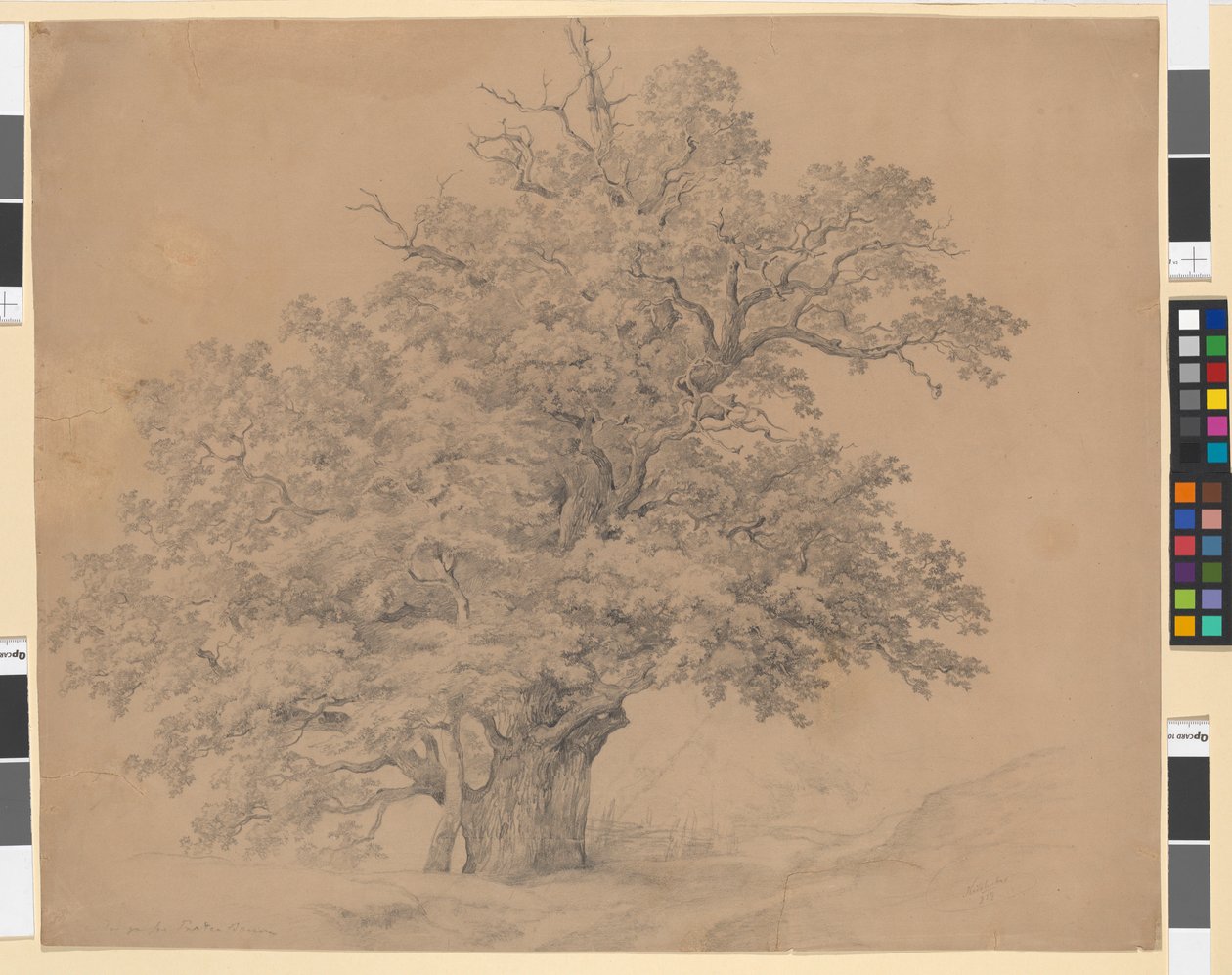 Der große Praterbaum von Josef Kriehuber