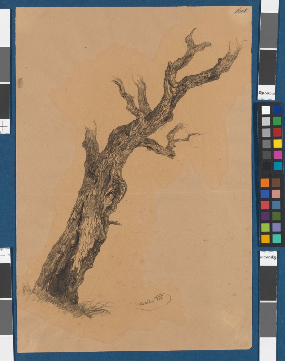Kahler Baum - Baumstudie von Josef Kriehuber