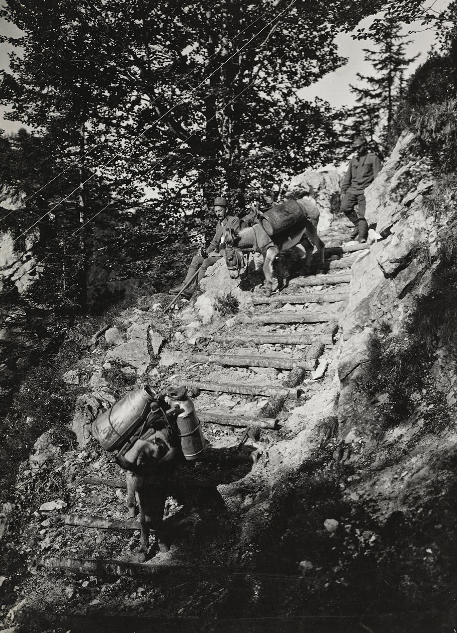 Album "Meine weltkriegs - Erinnerungen Südwestfront (Kärnten, Italien, Südtirol) 31/03/1915-12/11/1918 - Josef Zohles Wien": Armeemaultiere an einem steilen Abhang von Josef Zohles