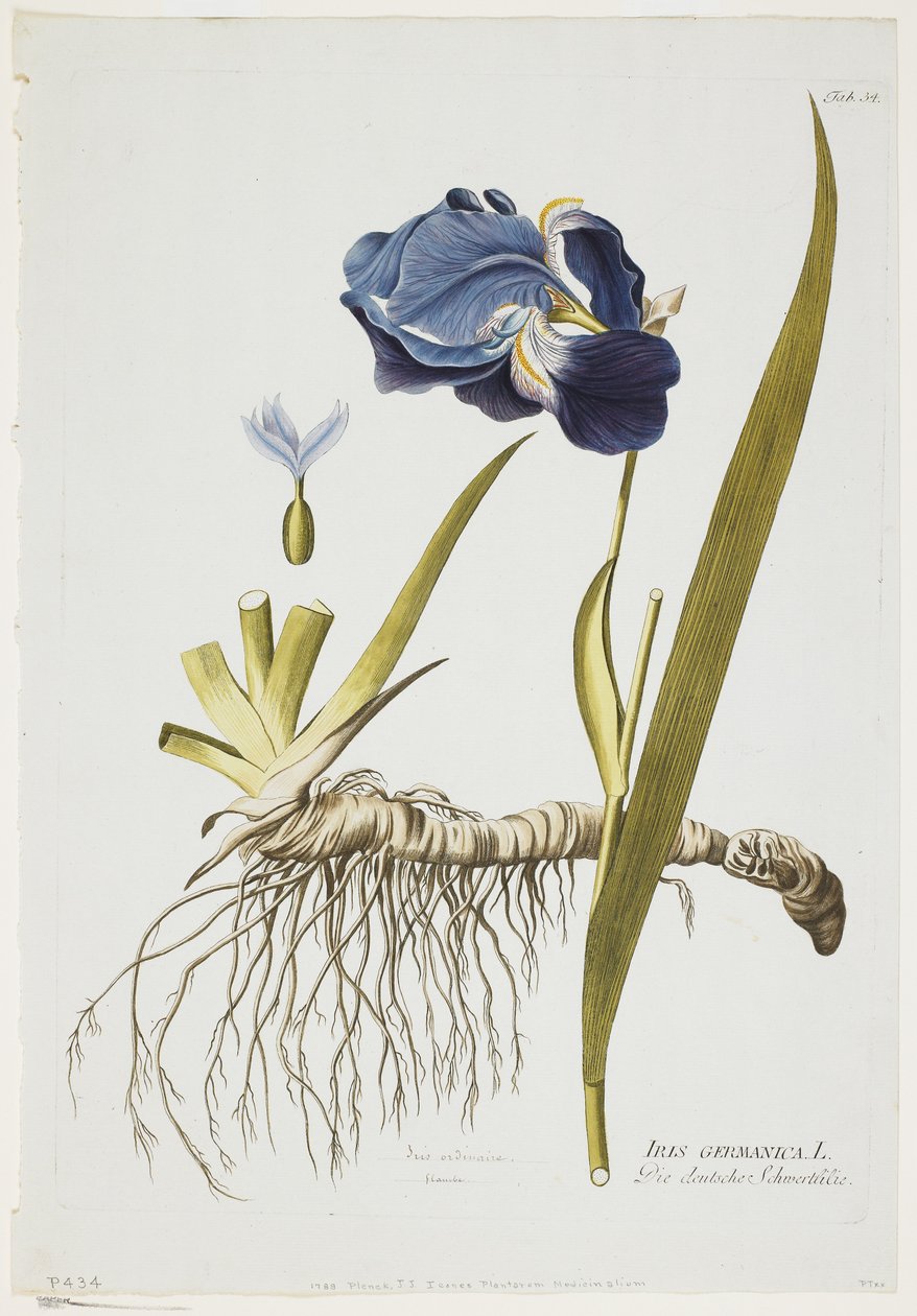 Iris Germanica, aus Icones Plantarum Medicinalium, 1788-1812 von Joseph Jacob Plenck