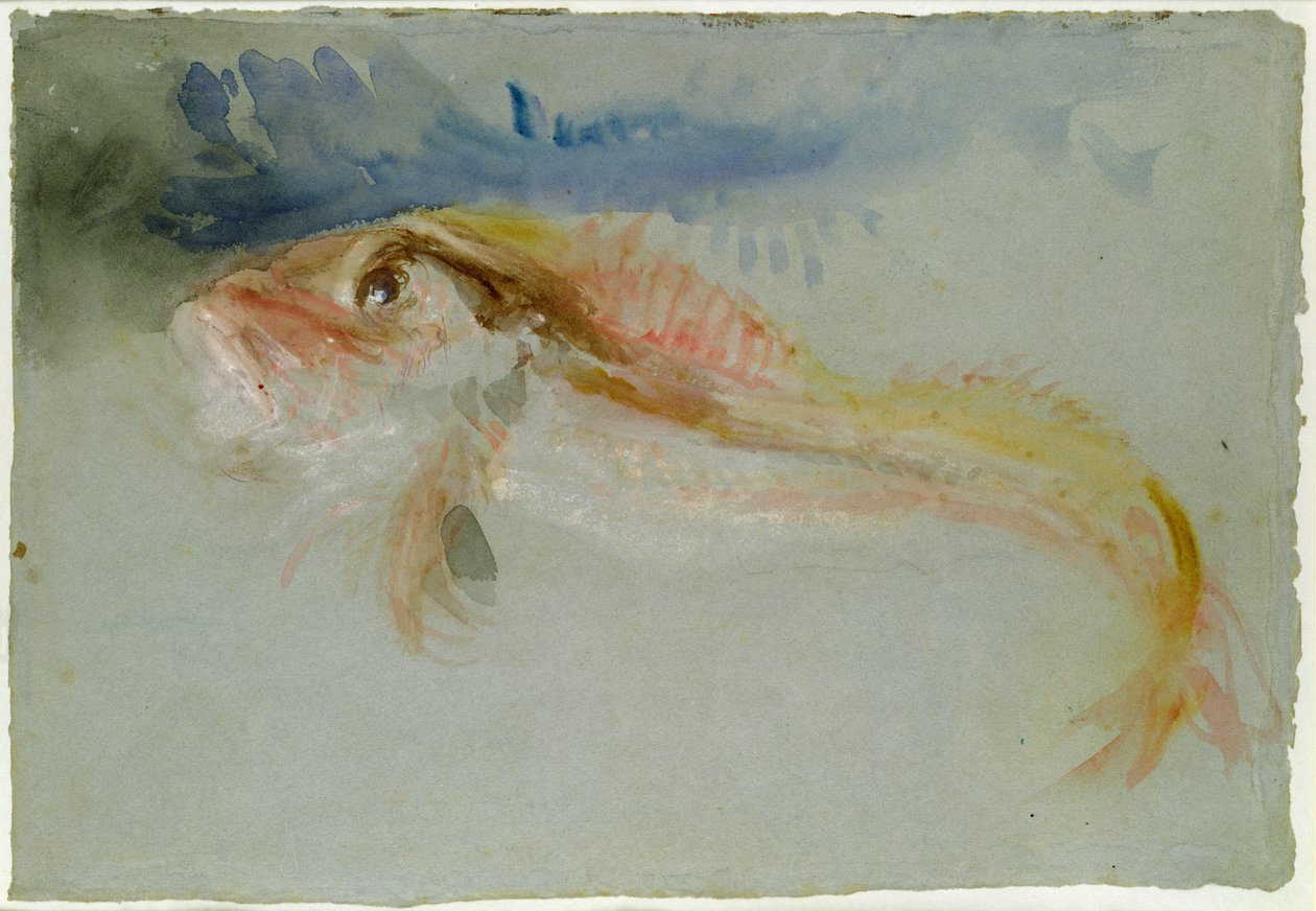 Ein Knurrhahn von Joseph Mallord William Turner