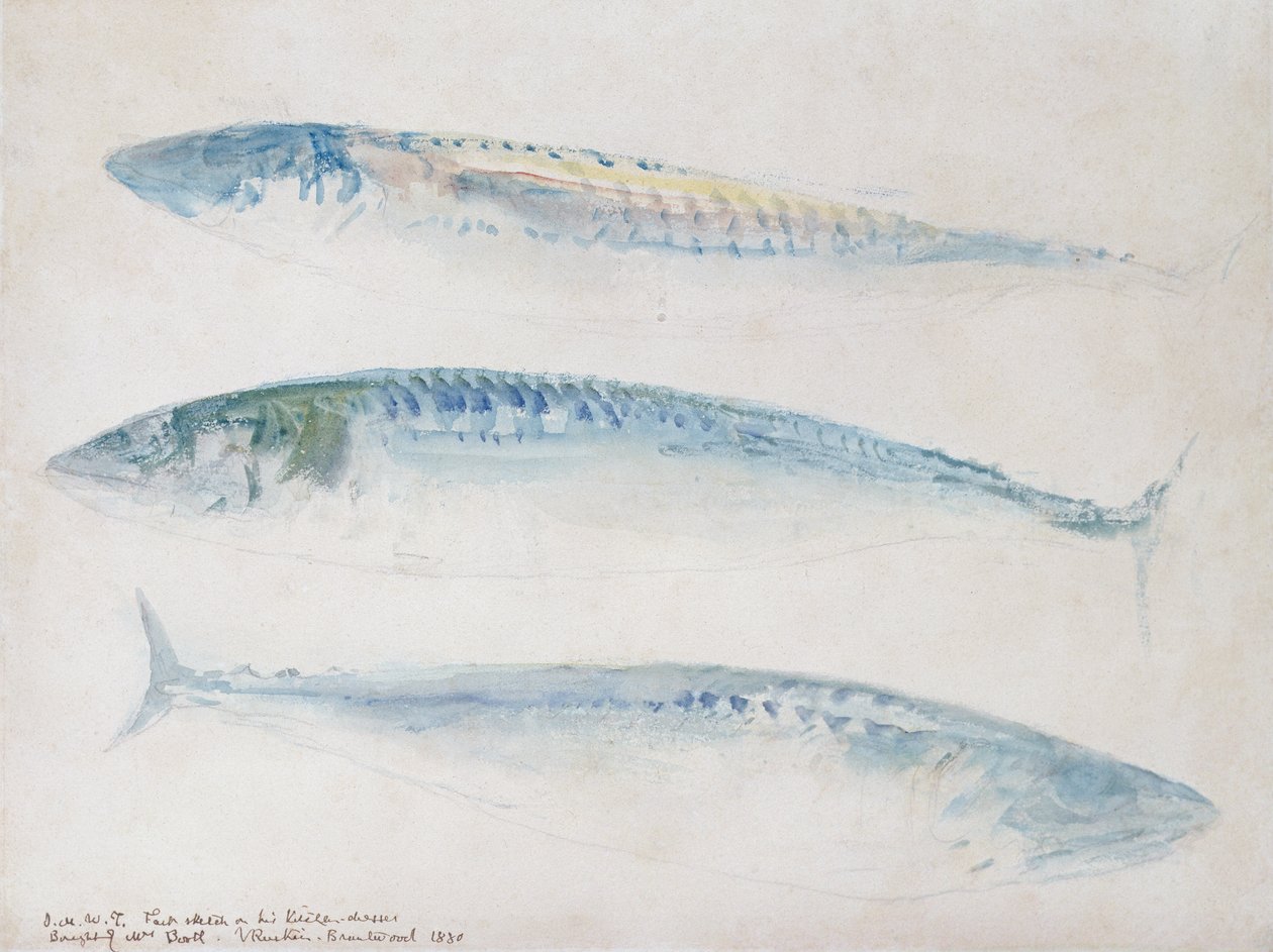 Eine Skizze von drei Makrelen von Joseph Mallord William Turner
