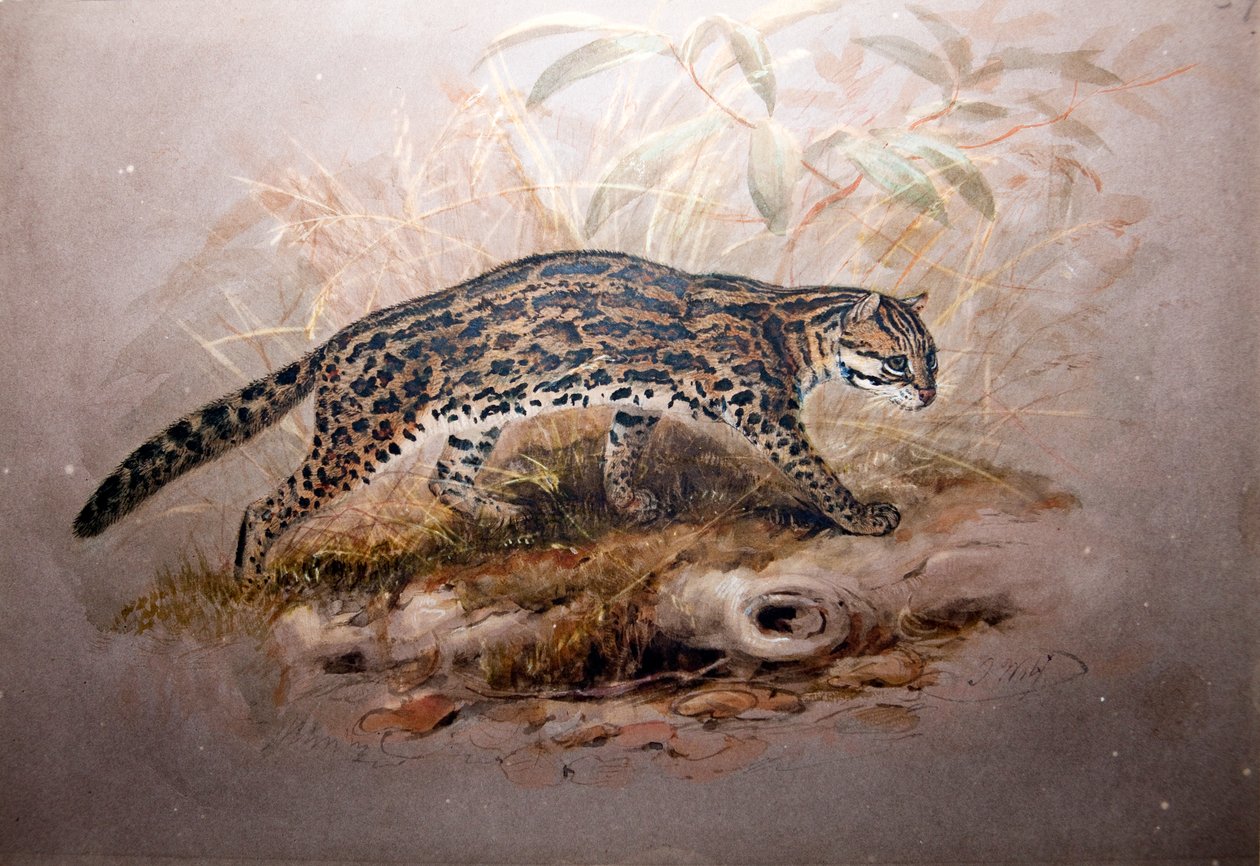 Ozelot, 1851-52 von Joseph Wolf: hochwertiger Kunstdruck