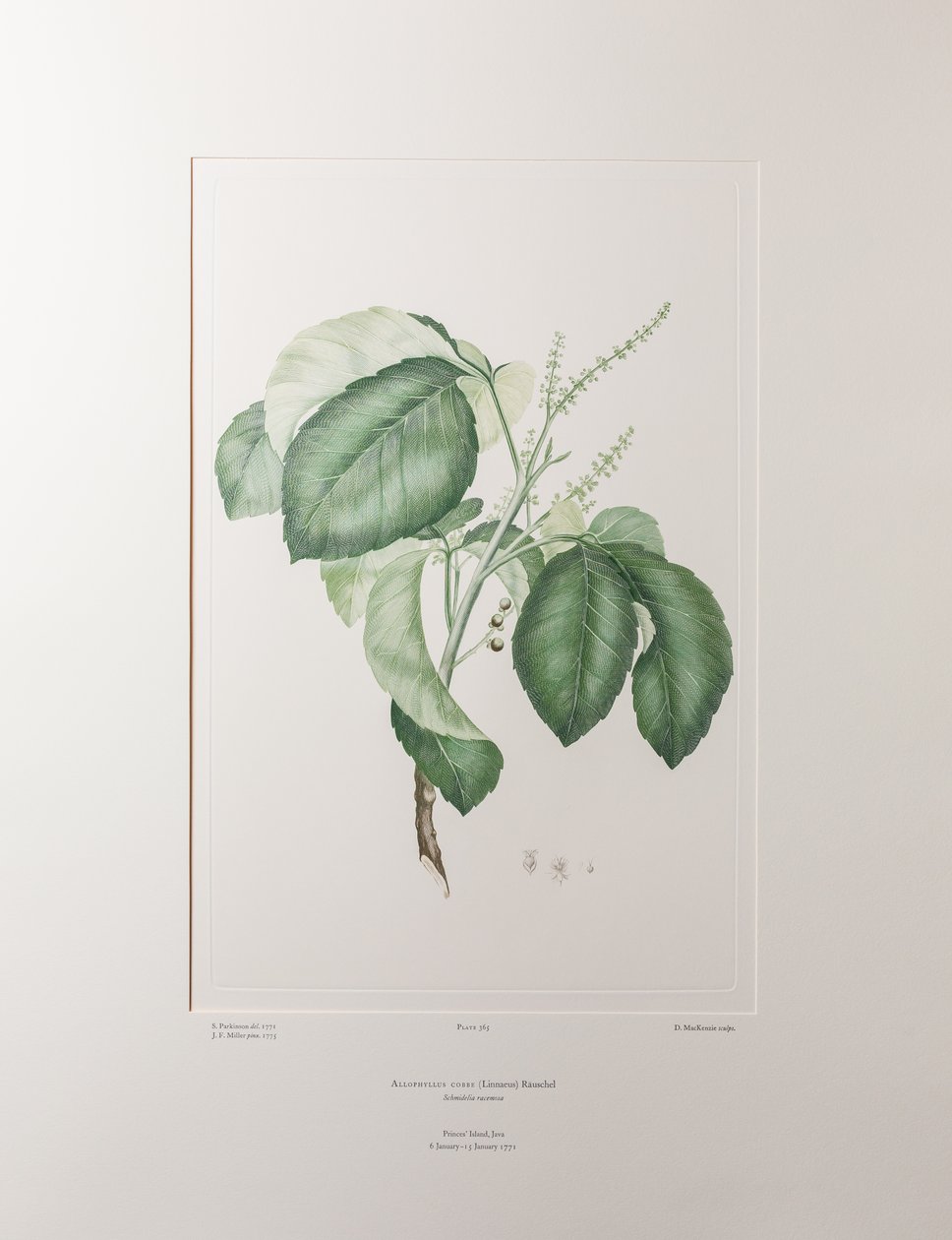 Allophyllus cobbe (Sapindaceae) - Tafel 365, Banks