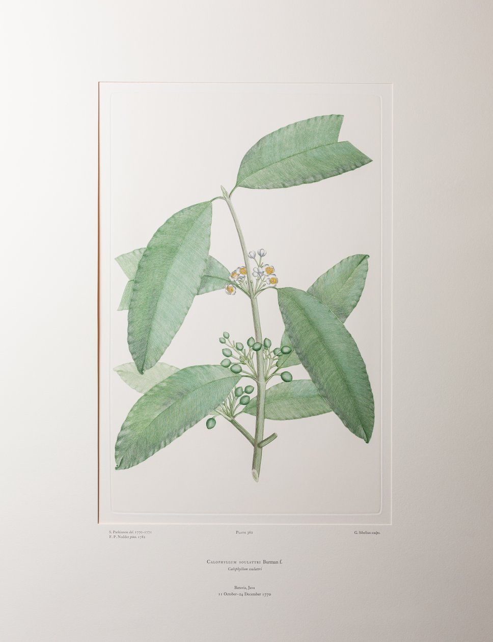 Calophyllum soulattri (Guttiferae) - Tafel 362, Banks