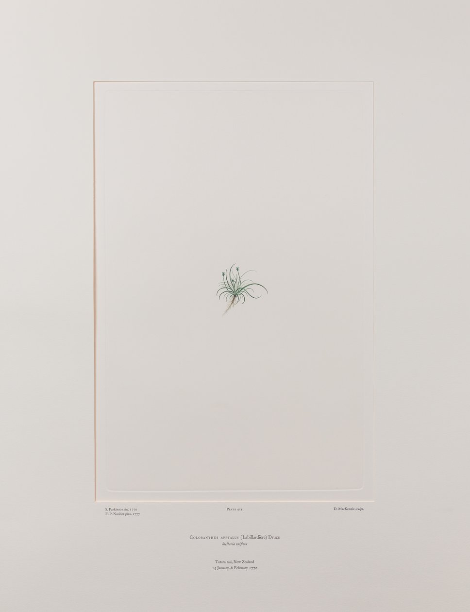 Colobanthus apetalus (Caryophyllaceae) - Tafel 414, Banks