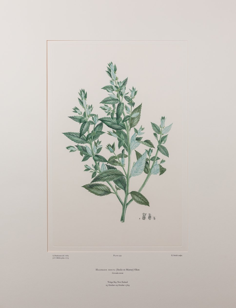 Haloragis erecta (Haloragidaceae) - Tafel 439, Banks