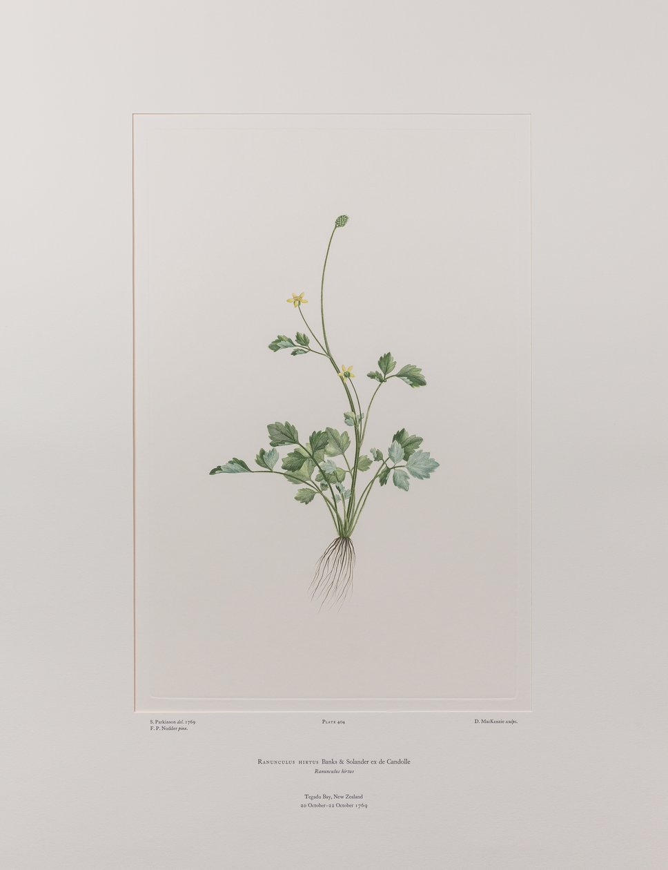 Ranunculus hirtus (Ranunculaceae) - Tafel 404, Banks