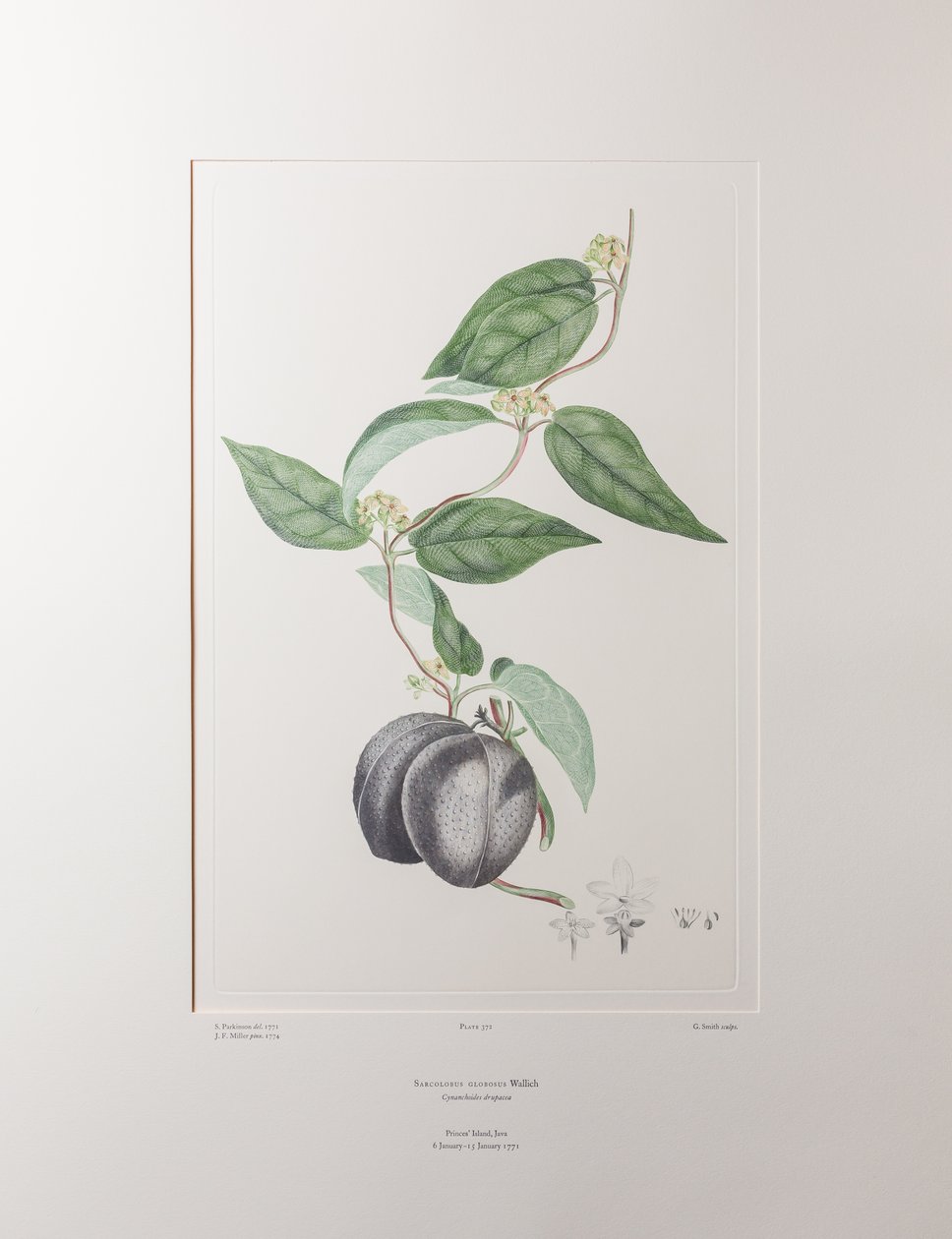 Sarcolobus globosus subsp. globosus (Asclepiadaceae) - Tafel 372, Banks