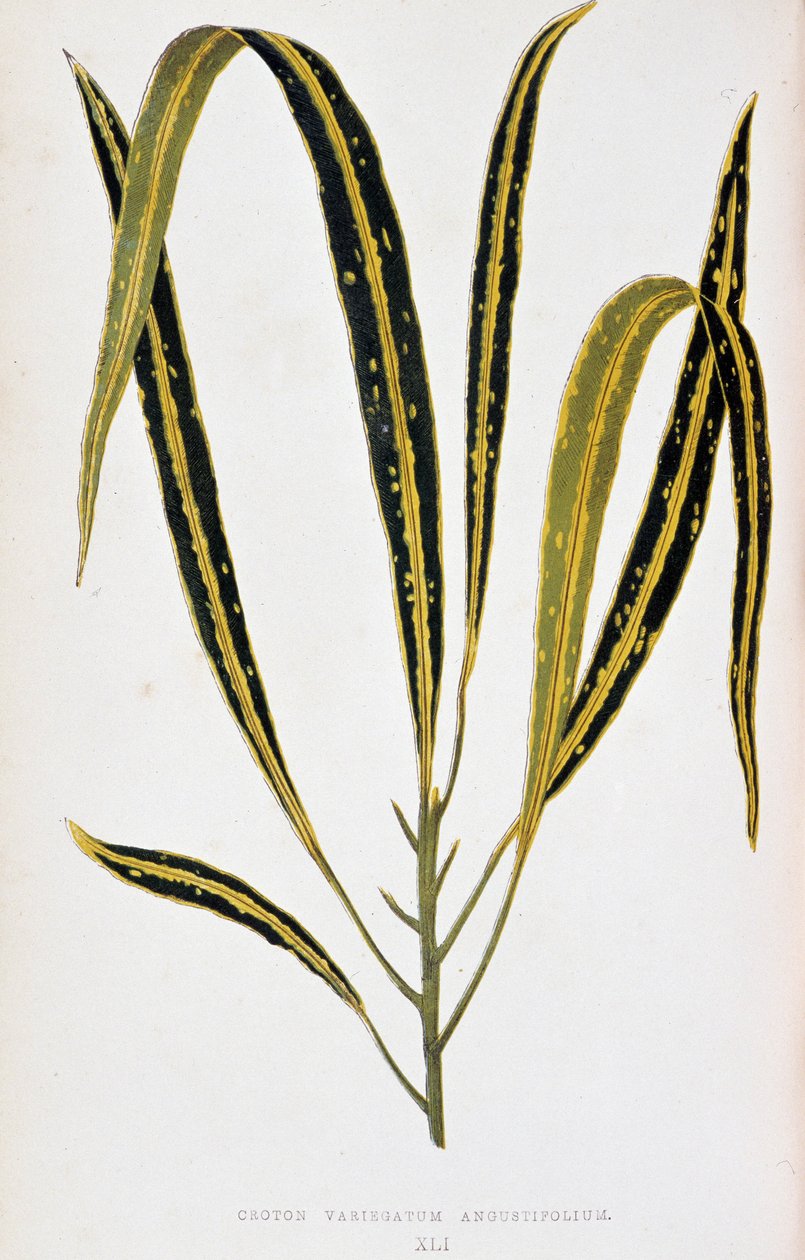 Croton-Blatt variegatum angustifolium. Botanische Tafel in „Pflanzen mit buntem Laub. Sammlung der bemerkenswertesten Arten zur Dekoration von Gärten, Gewächshäusern und Wohnungen, von Edward Joseph Lowe und W. Howard, Mitglieder der Londoner Horticultur von Joseph Edward and Howard W Lowe