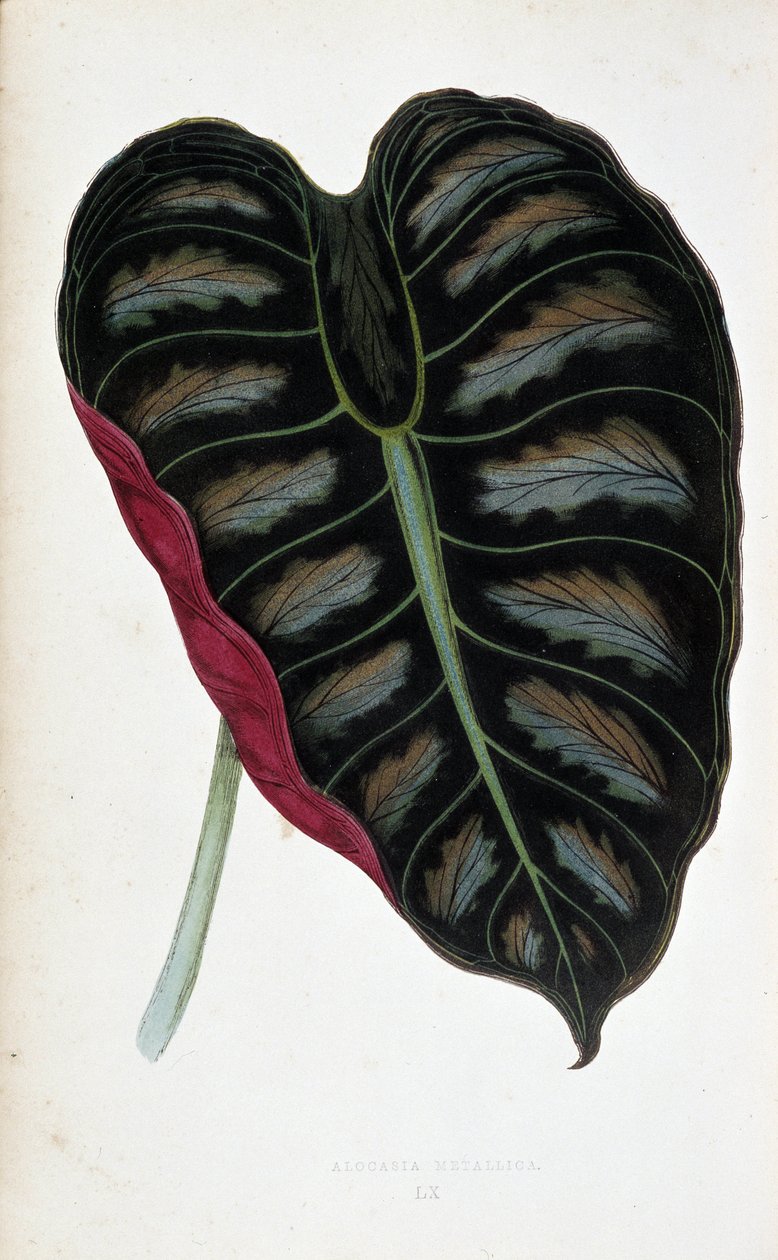 Blatt von Alocasia metallica. Botanische Tafel in "Plants with coloured foliage. Sammlung der bemerkenswertesten Arten verwendet, um Gärten, Gewächshäuser und Wohnungen zu schmücken, von Edward Joseph Lowe und W. Howard, Mitglieder der London Horticulture  von Joseph Edward and Howard W Lowe