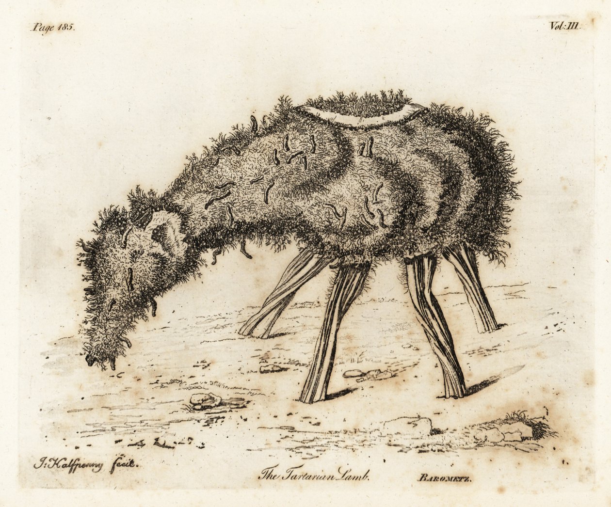 Das Gemüse-Lamm von Tartary von Joseph Halfpenny