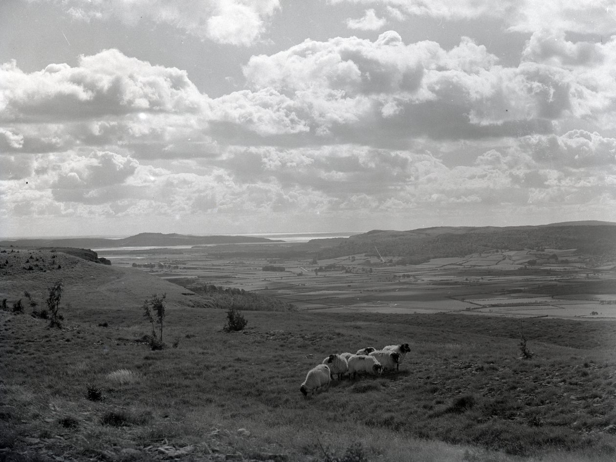 Eine kleine Herde gehörnter Schafe bei Scout Scar von Joseph Hardman