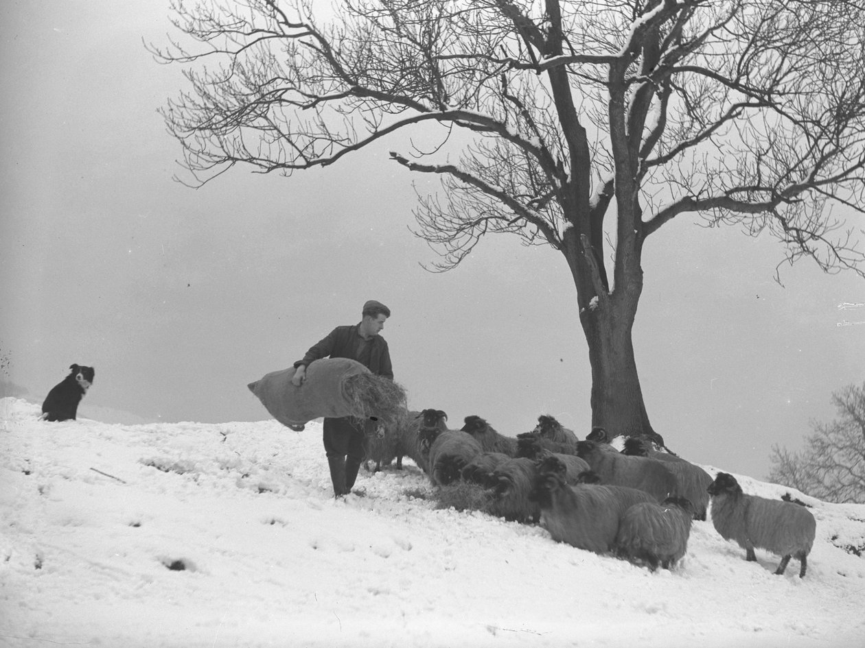 Bauer trägt Heusack, um Schafherde zu füttern von Joseph Hardman