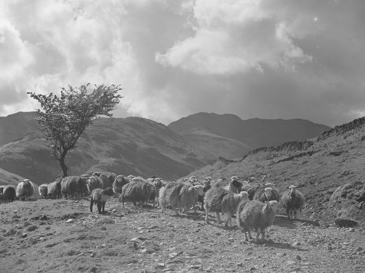 Schafherde mit Hügeln im Hintergrund von Joseph Hardman