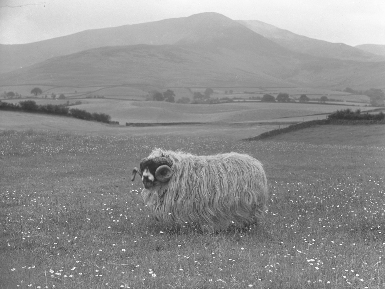 Preisgekrönte Rough Fell Schafe von Joseph Hardman