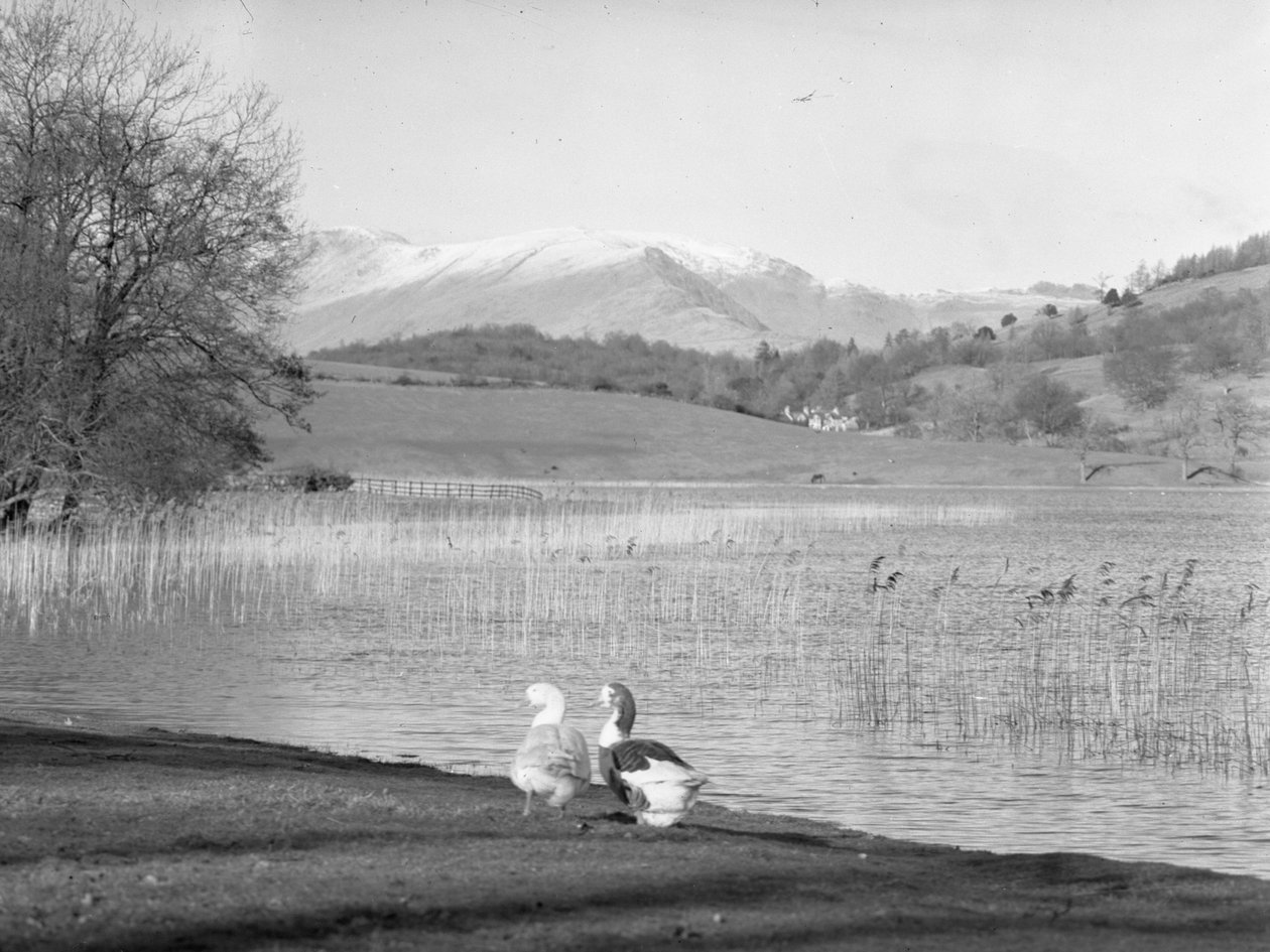 Zwei Gänse am Ufer des Esthwaite Water, schneebedeckte Hügel im Hintergrund von Joseph Hardman